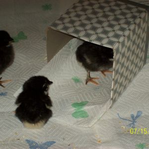 All three chicks in the brooder...checking out the tissue box now a play thing