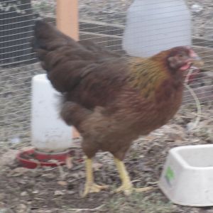 wellie pullet approx 4 months