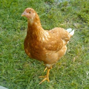One of my hens