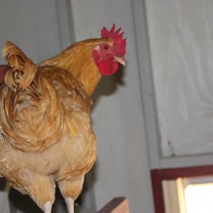 Don't know if this is a hen or rooster "Chibs"