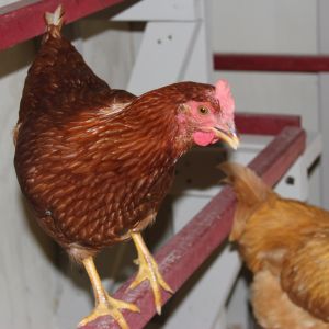 RI Red hen first egg layer "Backpack" my grandson named