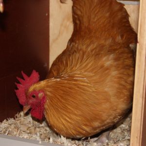 Do roosters lay in nesting boxes?