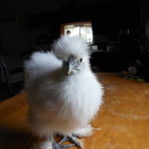 possible pullet 1