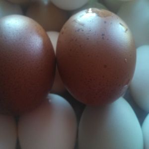 Marans eggs!