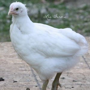 Mystery chick.. 8 weeks. Sold to me as an EE - has a rose or cushion comb and green legs.. Hmm...