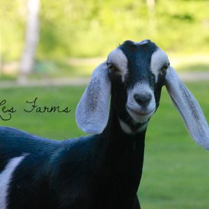 Alice our Nubian goat