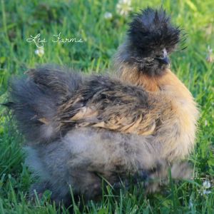 Partridge Silkie 9 weeks