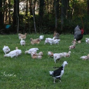 Free ranging meaties, layers, Silkies, EEs, Mottled Houdans and of course Cletus the Barred Plymouth Rock is supervising!