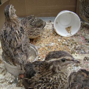 Juvenille quail just arrived