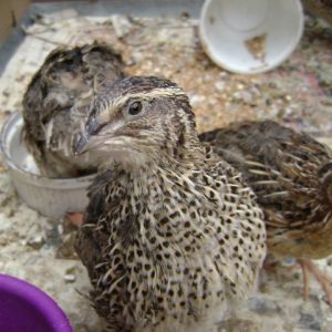 Curiuos Quail