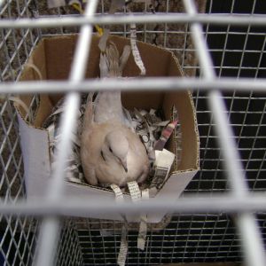 Nesting