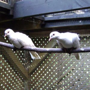 Tower portion is above the 2 dove..