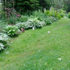 gardens