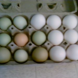 Compared to store bought - Smaller but better by far.
Prettier too!