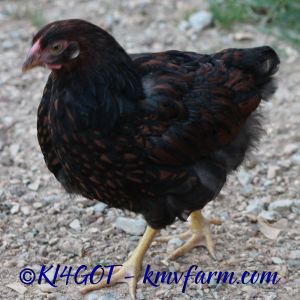 black laced red pullet from my trio