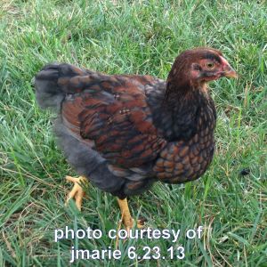 blue laced red offspring from my trio