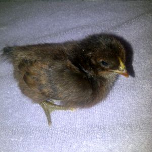 Easter Egger, chicks will most likely be considered olive eggers. I sell them for $3.00 each, they will lay a medium to large egg. Wonderful layers-could be considered for dual purposes. These will be wonderful additions to any flock, they are some of the kids favorites.