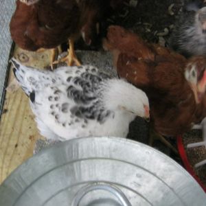 Worrying that Rosemary could be a rooster.