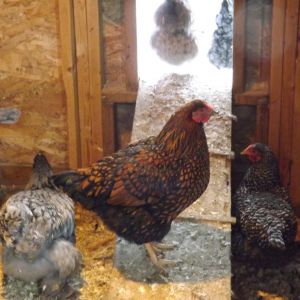 Goldie the Golden Laced Wyandott.