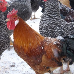 Wesley, the Sicilian Buttercup rooster. (See Princess Bride, the movie)