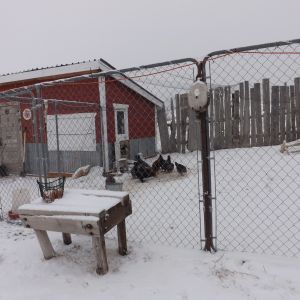 Our main coop. Made from scrounged lumber, tin, and an antique door from an 1885 home.  We have 2 other coops, and a total of 50 hens and 5 roosters.  We live in a harsh area. The six foot high fencing is for keeping the bears, wolves, coyotes, badgers and big cats, etc... OUT!  There is also a net over the top of the yard as, we have lost some of our chickens to Golden Eagles and ravens.