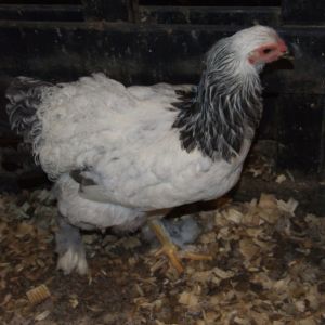 This curly little girl is just adorable but, not any good for our breeding program so we are just keeping her to love on.