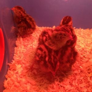 My recent chicks, just a few days old :)