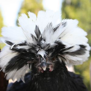Iris getting ready for her close up!