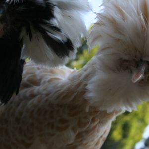 Lily and Iris best buddies.