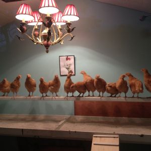 DH got the girls all lined up for their first family photo.  He must be the chicken whisperer because they all stayed right where he set them.