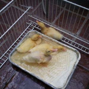 Playpen made from closet shelving tied.