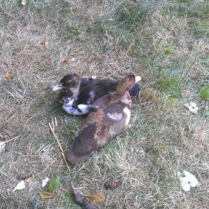 First day in their new home