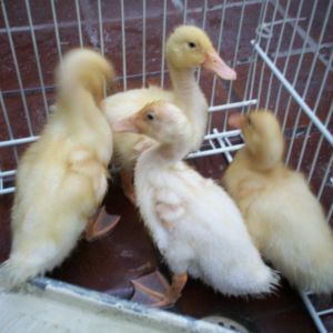 5-18-2013 Always together