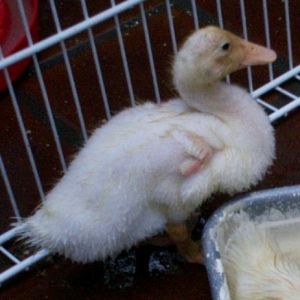 The ugly duckling. This one has very little down. Next to the others, he is very ugly, but he has a strong character and frisky.