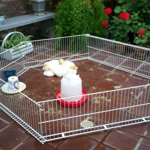 Indoor playpen enclosure. Notice the drain in the floor for hourly hose down of the mess.
