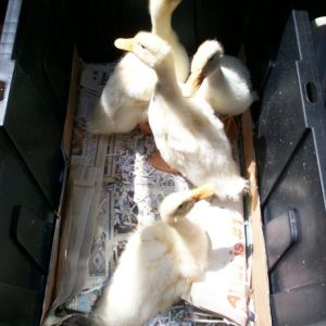 5-25-2013 New gigantic plastic construction box.