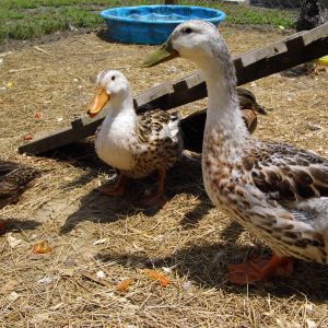 Our new Ducks