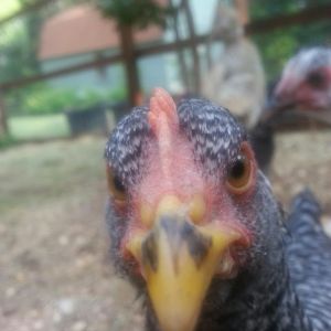 Miss Dolly, one of our Barred Rocks.