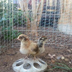 Here are Vest & Verna at about 2 weeks old.  Looking forward to the eggs these Ameraucana will bring to the table.