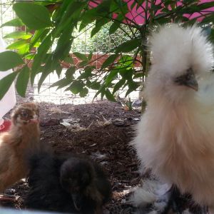 Vesta the Ameraucana, along with Coolio (white silkie 2 months old)  &  Tina Turner (1 month old black Silke).  Coolio was a gift to my daughter so I decided to get her a friend (Tina Turner) and ended up buy the Ameraucana's also.