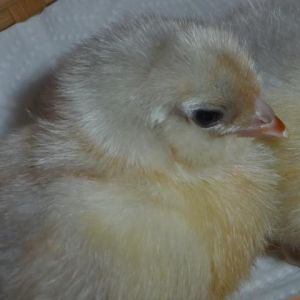 Silkie soft looking one