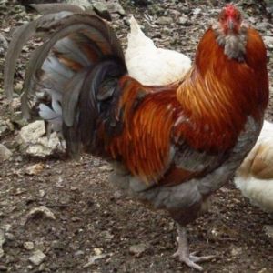 Ameraucana rooster