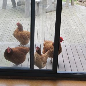 Saffron and Varooka looking in for treats. Penny on the left  who's new and now settled happily and Gin Gin on the right.