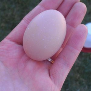 *
Our first egg!!