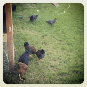 Our first seven chickens out roaming and doing their "chickeny business"