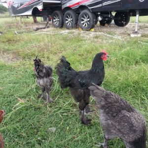 4 month black langshan rooster
