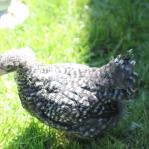 Starbird the Barred Rock.