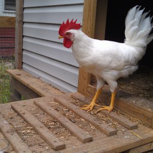 My alpha rooster "Crockett"