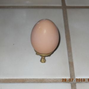 Thelma's and my first egg, see how perfect and beautiful it is...