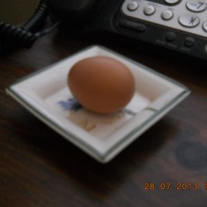 Thelma's egg, so perfect it almost looks fake....what a great girl she is!